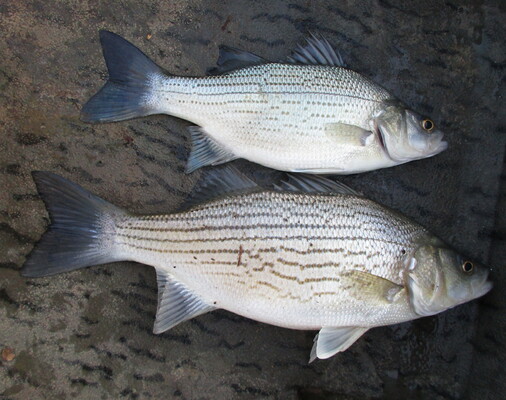 The hybrids in these photos show the uneven broken stripes low on the belly. Contrast that with the straight lines of the white bass in photo one.