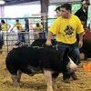 Bob is looking forward to bringing a swine project to the 2020 Lamar Fair.