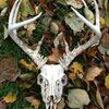 A hunting memory lost, a skull found in deep woods.
