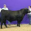 Photo by Adam Conover, American Angus Association
HMM JC Insight 104 won Reserve Junior Champion bull at the 2017 Ozark Empire Fair Angus Show, held July 29, in Springfield. Hannah Moyer, Lamar, owns the winning bull. She is pictured with her father, Greg Moyer.