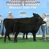 Photo by Adam Conover, American Angus Association
H S Lady Blackbird 275 30 won reserve grand champion cow-calf pair at the 2016 Missouri State Fair FFA Angus Show, held August 11, in Sedalia. Hannah Moyer, Lamar, owns the March 2010 daughter of OSU Currency 8173. An April 2016 heifer calf sired by H M M Brilliance 621 is at the side. Chris Polzin, Darwin, Minn., evaluated the 70 entries.