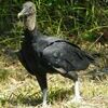 Black vultures are the ugliest and evilest birds in the Ozarks.