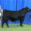 Photo by Adam Conover, American Angus Association
HMM JC Insight 104 won bred-and-owned reserve junior champion bull at the 2017 Missouri Junior Angus Preview Show at the Missouri Cattlemen's Association All-Breeds Show, June 10, in Sedalia. Hannah Moyer, Lamar, right, owns the winning bull.