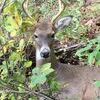 A buck deer in Polk County with CWD is unable to stand.