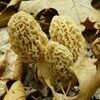 Morel mushrooms have emerged earlier this year.