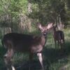This doe and fawn from last year look very healthy.